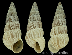 IMG_detallada/Cochlicella (Cochlicella) acuta.jpg